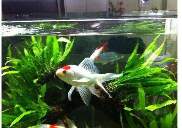 新手魚缸適宜生物種類選擇：新手養魚，選擇適合新手的魚缸生物種類是關鍵步驟之一