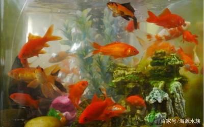 新手魚缸適宜生物種類選擇：新手養魚，選擇適合新手的魚缸生物種類是關鍵步驟之一