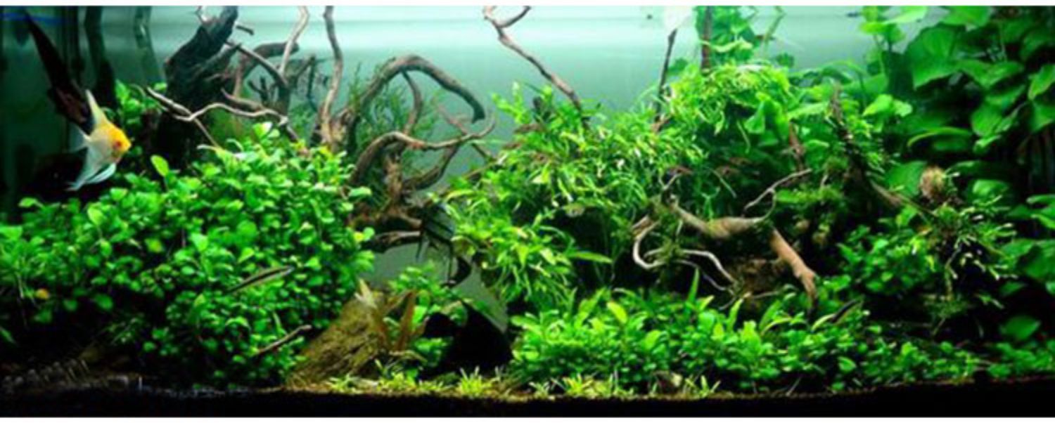 新手魚缸適宜生物種類選擇：新手養魚，選擇適合新手的魚缸生物種類是關鍵步驟之一