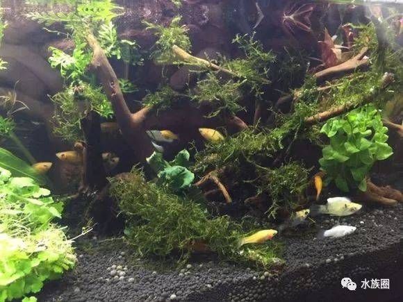 新手魚缸適宜生物種類選擇：新手養魚，選擇適合新手的魚缸生物種類是關鍵步驟之一