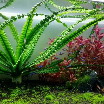 新手魚缸適宜生物種類選擇：新手養魚，選擇適合新手的魚缸生物種類是關鍵步驟之一