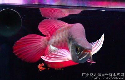 廣州最大的龍魚批發(fā)市場(chǎng)在哪里：廣州最大的龍魚批發(fā)市場(chǎng)