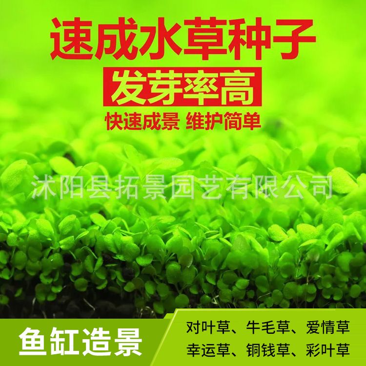 彩葉草魚缸造景：如何利用彩葉草來裝飾魚缸