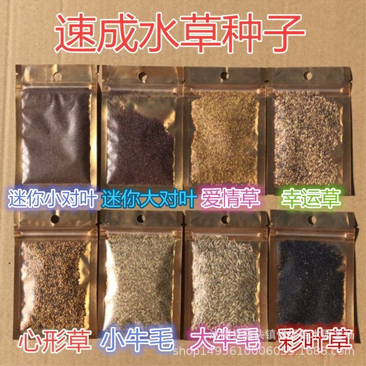 彩葉草魚缸造景：如何利用彩葉草來裝飾魚缸
