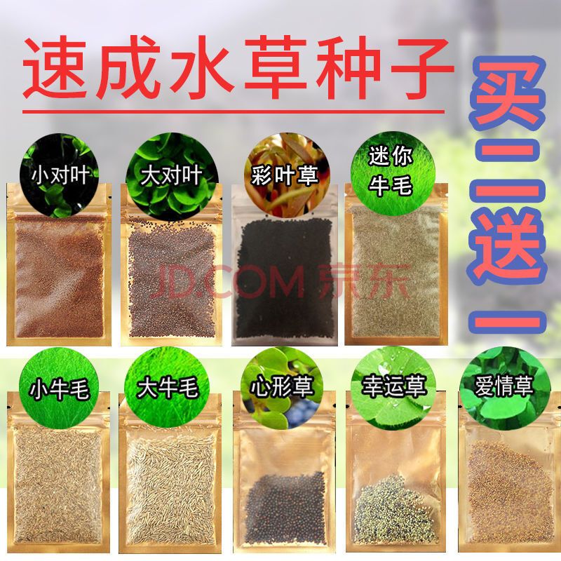 彩葉草魚缸造景：如何利用彩葉草來裝飾魚缸