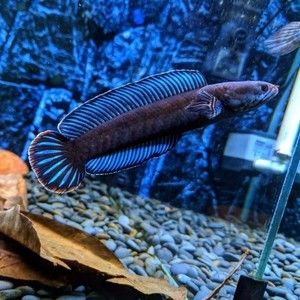 奶茶雷龍魚價(jià)格多少錢一條：奶茶雷龍魚價(jià)格詳細(xì)信息：奶茶雷龍魚的價(jià)格因素有所不同