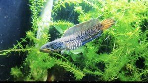 奶茶雷龍魚價(jià)格多少錢一條：奶茶雷龍魚價(jià)格詳細(xì)信息：奶茶雷龍魚的價(jià)格因素有所不同