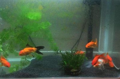 防止魚缸長褐藻的方法：如何防止魚缸長褐藻