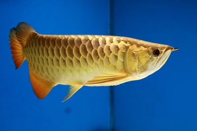 播放一下金龍魚的照片是什么（金龍魚圖片(金龍魚圖片素材圖片大全）