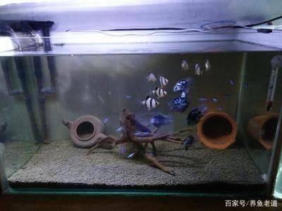 魚缸要幾天換水（魚缸換水的頻率取決于多種因素）