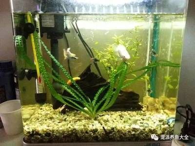 魚缸要幾天換水（魚缸換水的頻率取決于多種因素）