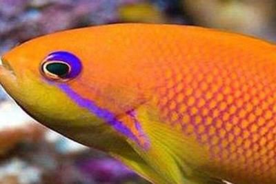 最貴的黃金龍魚多少錢一條圖片（最貴的黃金龍魚價格可以達到580萬元人民幣） 最貴的黃金龍魚多少錢一條圖片（最貴的黃金龍魚價格可以達到580萬元人民幣） 龍魚百科 第1張