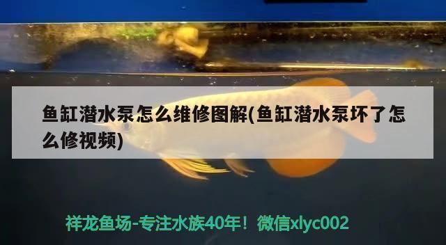 小魚缸水泵壞了怎么修：如何防止魚缸水泵堵塞 小魚缸水泵壞了怎么修：如何防止魚缸水泵堵塞 魚缸百科 第5張