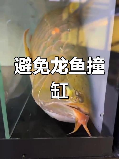龍魚掉眼最嚴重圖片大全