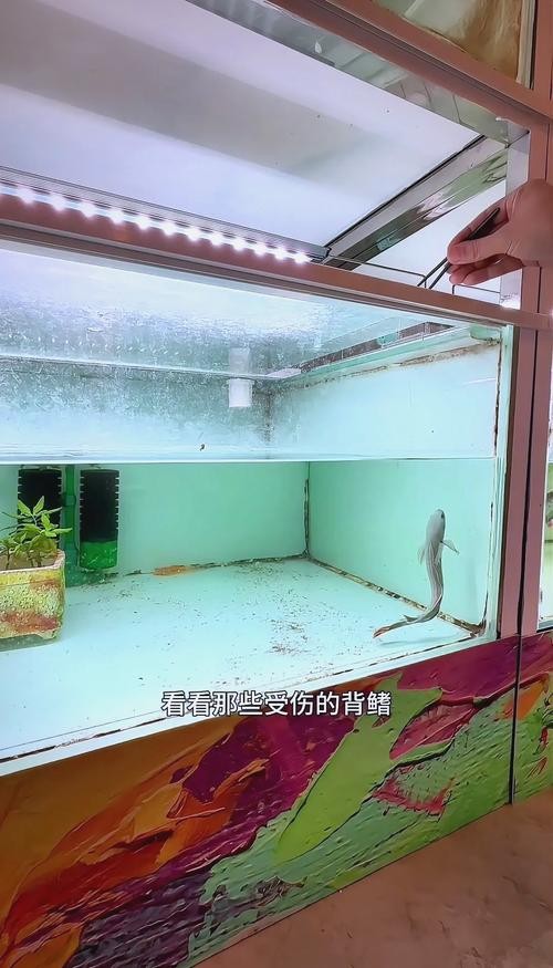 龍魚掉眼最嚴重圖片大全
