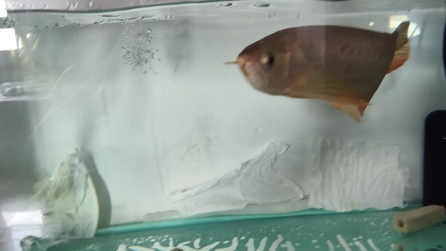 龍魚掉眼最嚴重圖片大全