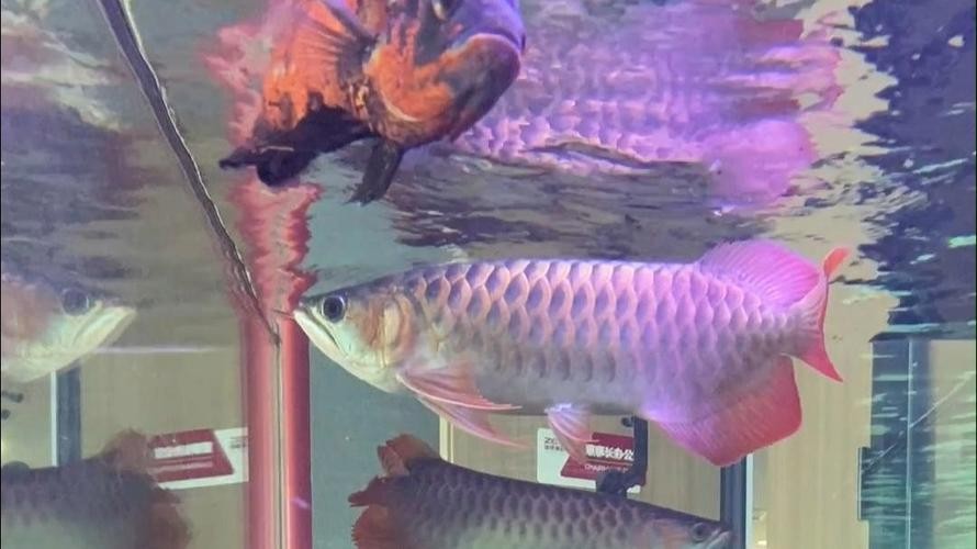 龍魚掉眼最嚴重圖片大全