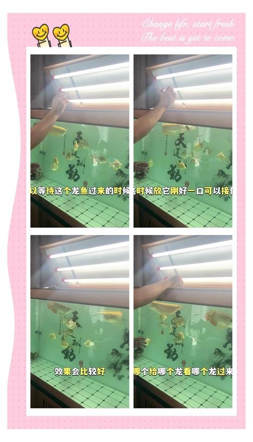 龍魚掉眼最嚴重圖片大全