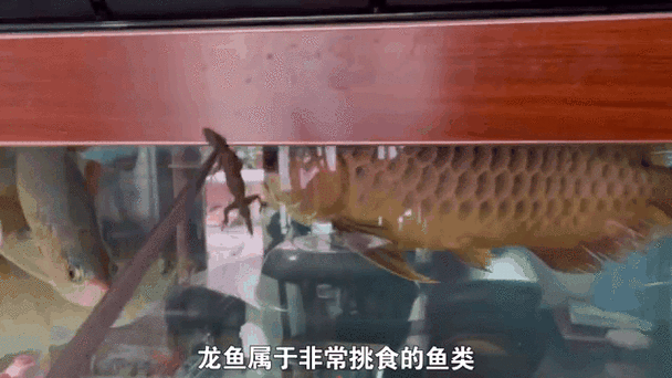 龍魚掉眼最嚴重圖片大全