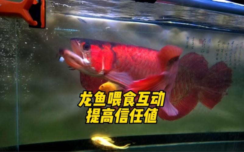 龍魚掉眼最嚴重圖片大全