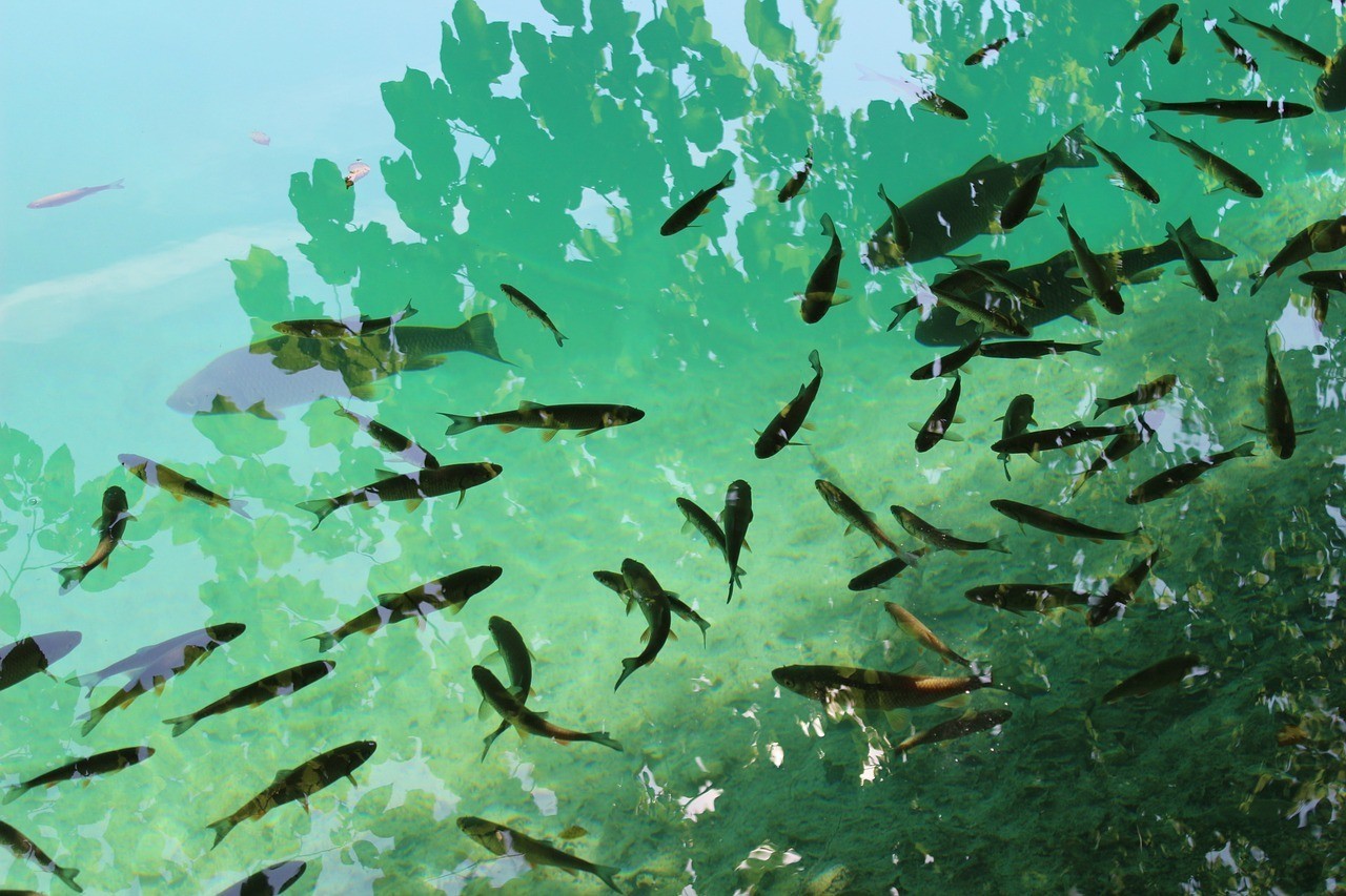 綠園區大自然花鳥魚商城春會水族坊 （長春大自然花鳥魚市場春節營業時間）