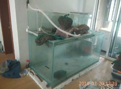 花鳥(niǎo)魚(yú)蟲(chóng)市場(chǎng)的信息尚未給出，花鳥(niǎo)魚(yú)蟲(chóng)市場(chǎng)的需求：花鳥(niǎo)市場(chǎng)花鳥(niǎo)市場(chǎng)