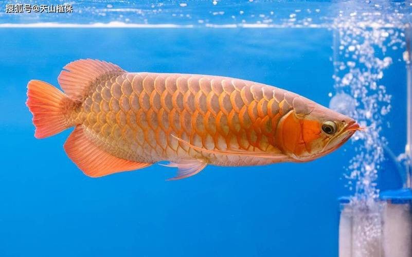 龍魚圖片 價格大全大圖