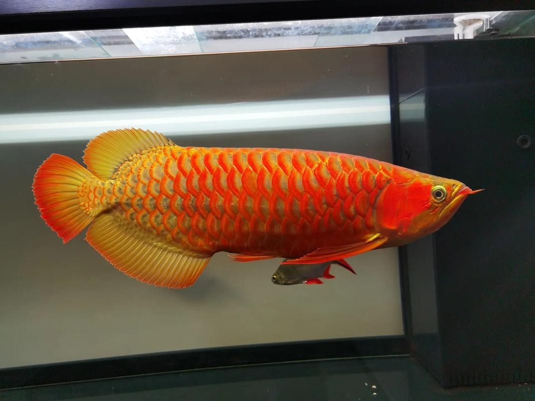 龍魚圖片 價格大全大圖