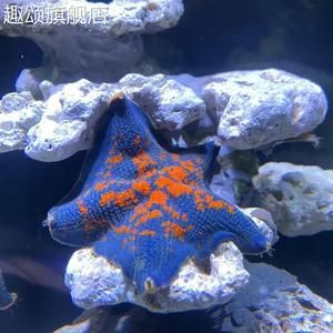 海星活體海水魚缸（養(yǎng)護海星活體海水魚缸需要注意什么？）