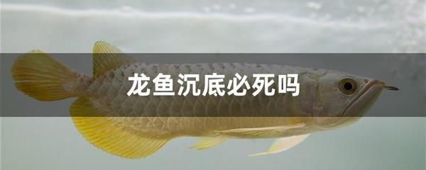 龍魚沉底不動了還有救嗎：龍魚沉底不動可能有多種原因 龍魚沉底不動了還有救嗎：龍魚沉底不動可能有多種原因 龍魚百科 第1張