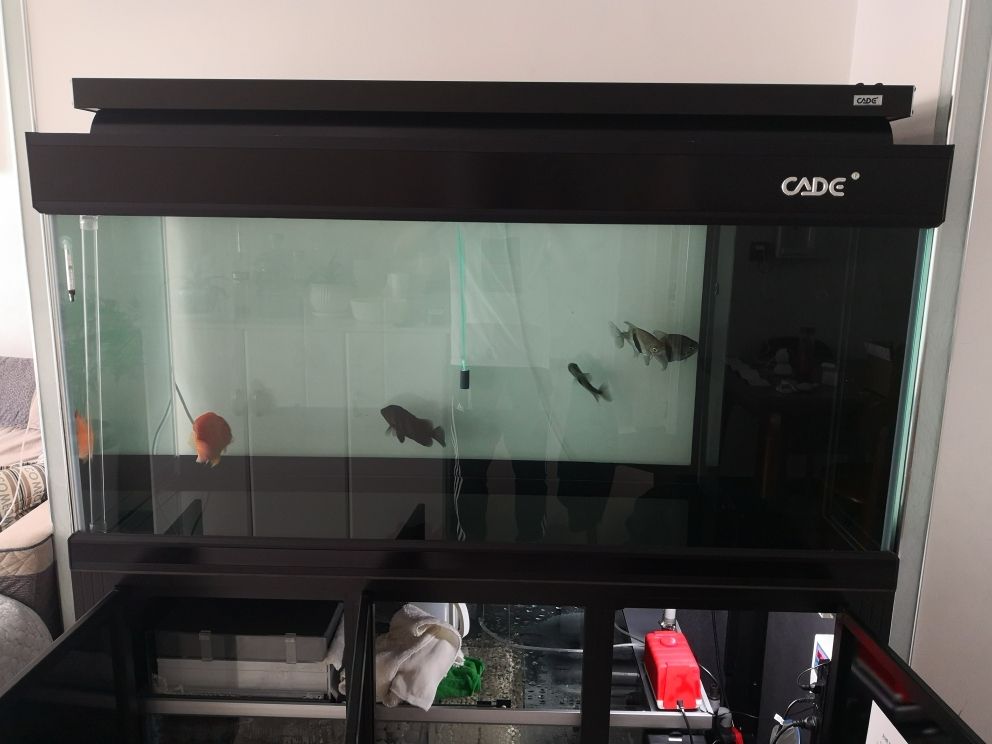 錦州花鳥魚市場：錦州哪里有賣魚缸的實體店鋪