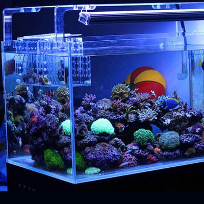 海水魚缸價格多少合適（海水魚缸價格）