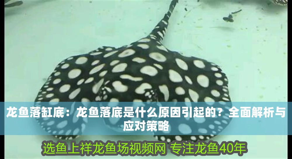 龍魚落缸底：龍魚落底是什么原因引起的？全面解析與應(yīng)對策略