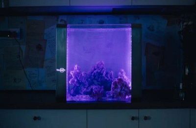 藍寶魚缸怎么樣：藍寶魚缸價格較為親民適合初學者購買藍寶魚缸價格較為親民