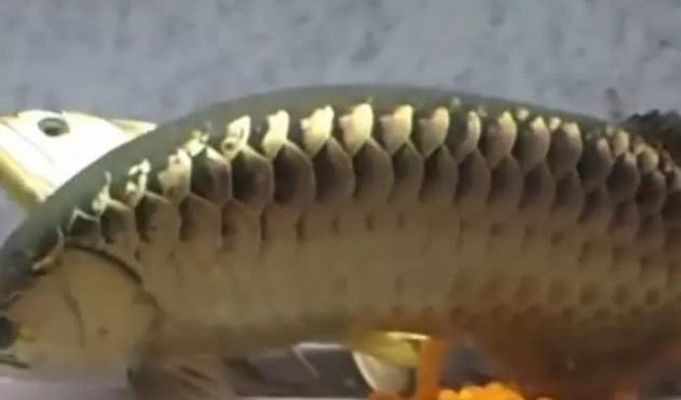 金龍魚吃自己的卵（金龍魚吃自己的卵會影響繁殖成功率嗎） 金龍魚吃自己的卵（金龍魚吃自己的卵會影響繁殖成功率嗎） 龍魚百科 第4張