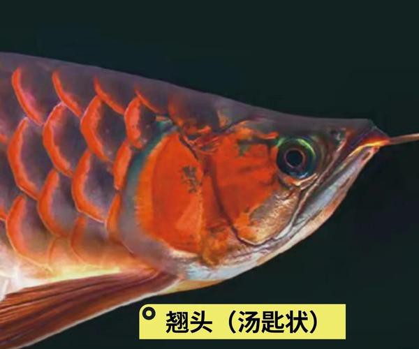 金龍魚頭部圖片大全