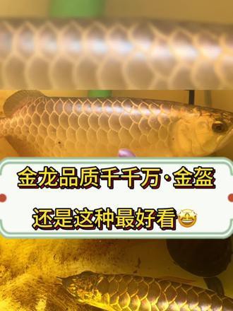 金龍魚頭部圖片大全