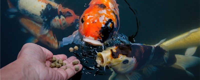錦鯉一年能長多大養多久能繁殖