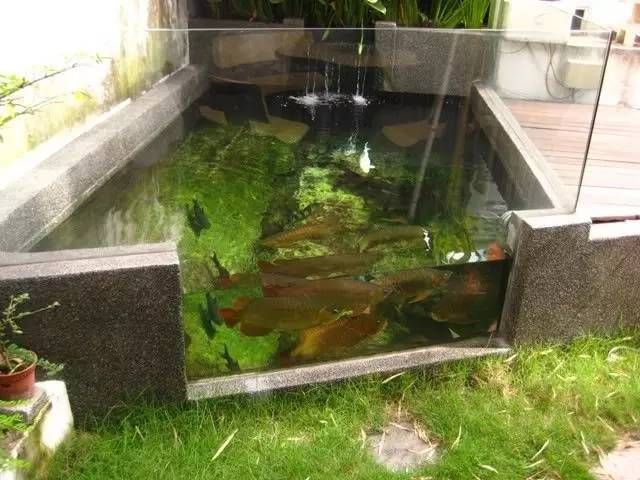 養龍魚要多大的缸最好呢：養龍魚最佳魚缸尺寸
