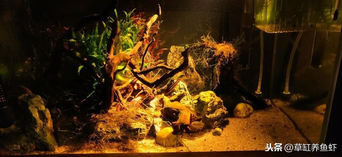 魚缸欖仁葉:欖仁葉在魚缸中的使用 魚缸百科 第5張 魚缸欖仁葉:欖仁葉在魚缸中的使用 魚缸欖仁葉:欖仁葉在魚缸中的使用 魚缸百科 第5張