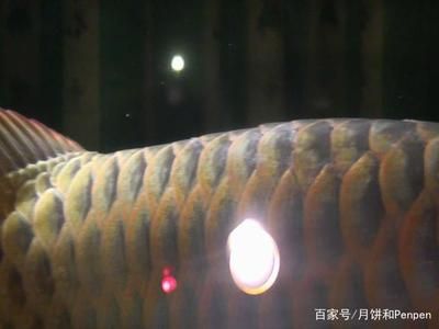 龍魚水霉病最好的治療方法（如何治療龍魚水霉病）