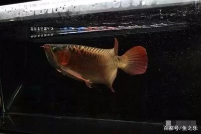 龍魚多久長大成型正常：龍魚的生長速度和時間受到多種因素影響，龍魚多久長大成型正常 龍魚多久長大成型正常：龍魚的生長速度和時間受到多種因素影響，龍魚多久長大成型正常 龍魚百科 第2張