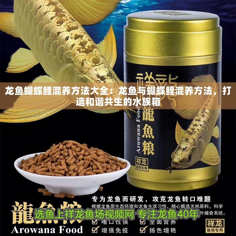 龍魚蝴蝶鯉混養方法大全：龍魚與蝴蝶鯉混養方法，打造和諧共生的水族箱 龍魚蝴蝶鯉混養方法大全：龍魚與蝴蝶鯉混養方法，打造和諧共生的水族箱 龍魚百科 第1張