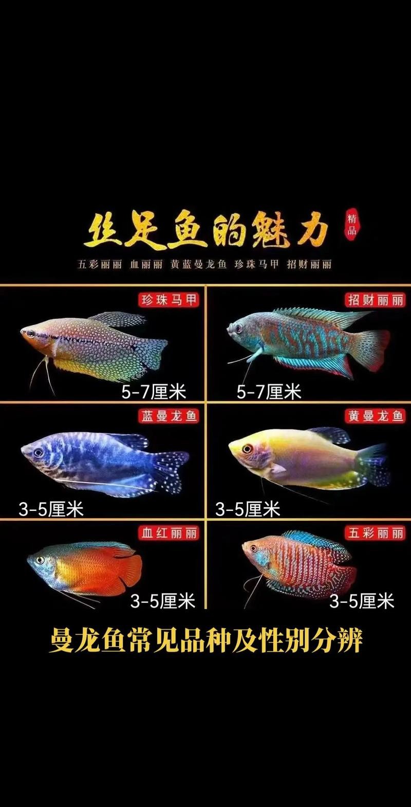 龍魚那個(gè)品種最好養(yǎng)活