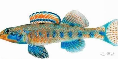 給魚缸起名字需要考慮的因素有哪些，魚缸命名策略：如何給魚缸起名字