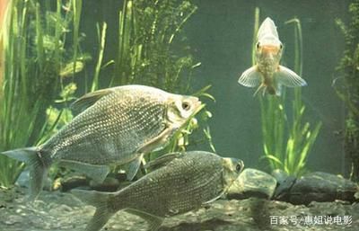 給魚缸起名字需要考慮的因素有哪些，魚缸命名策略：如何給魚缸起名字