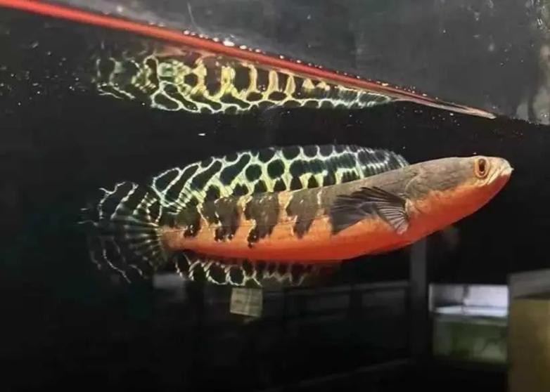 印尼紅魔神雷龍魚幼魚 印尼紅魔神雷龍魚幼魚 龍魚百科 第9張