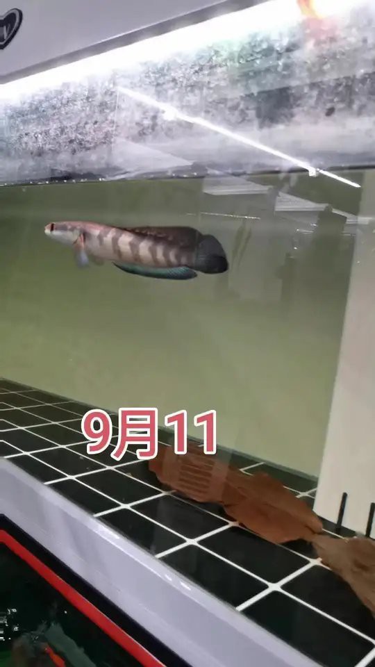 印尼紅魔神雷龍魚幼魚 印尼紅魔神雷龍魚幼魚 龍魚百科 第15張