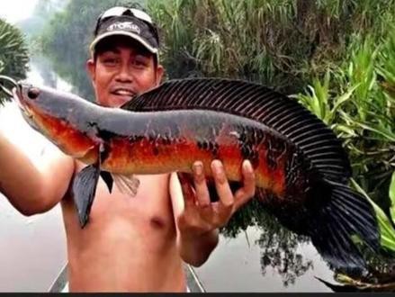 印尼紅魔神雷龍魚幼魚 印尼紅魔神雷龍魚幼魚 龍魚百科 第5張
