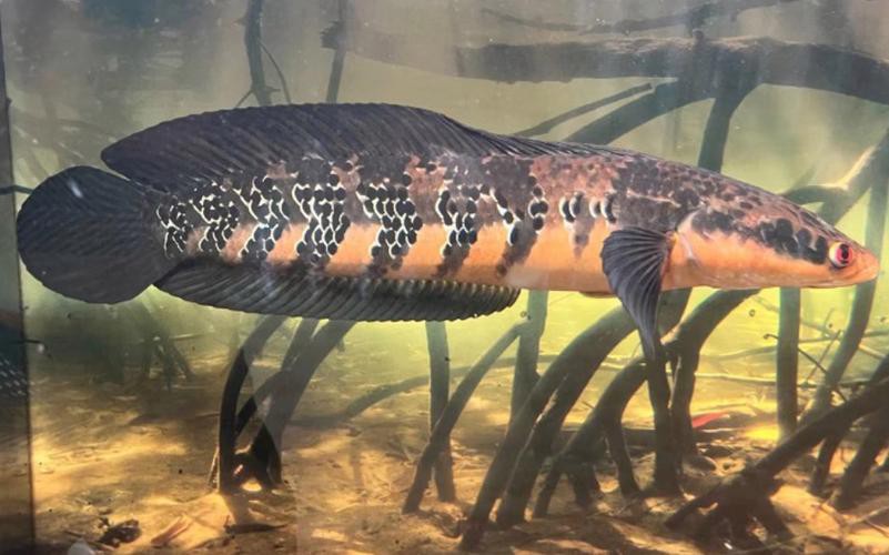 印尼紅魔神雷龍魚幼魚 印尼紅魔神雷龍魚幼魚 龍魚百科 第7張